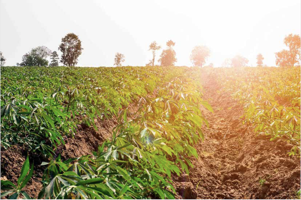 Sunrise over a cassava plantation in Lao PDR